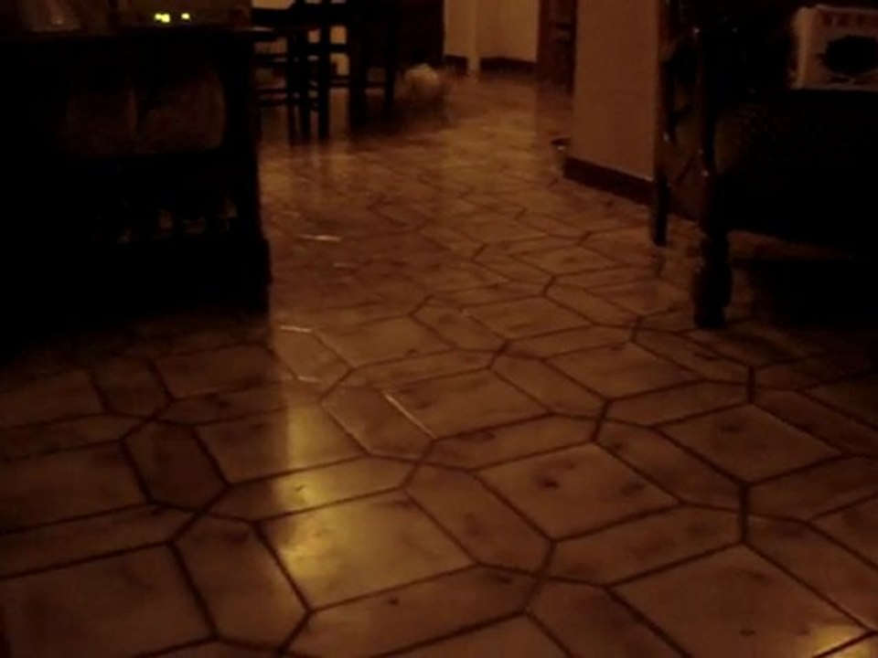 Chiots Phalènes La Vallée des Secrets