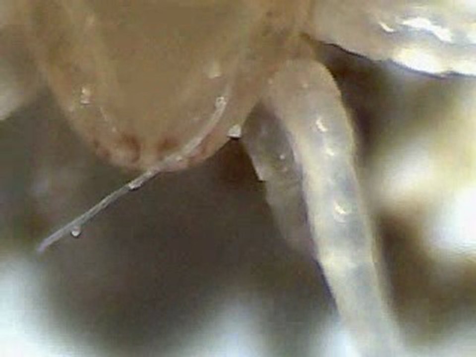 bébé araignée 12 janvier 2010