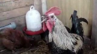 Funny Death Metal Rooster