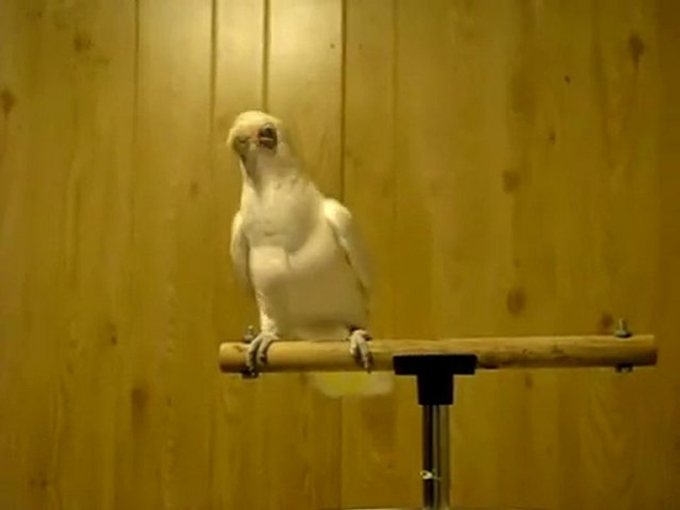 Bird is the Word !!!