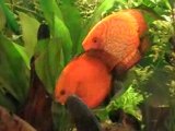 Discus reproduction