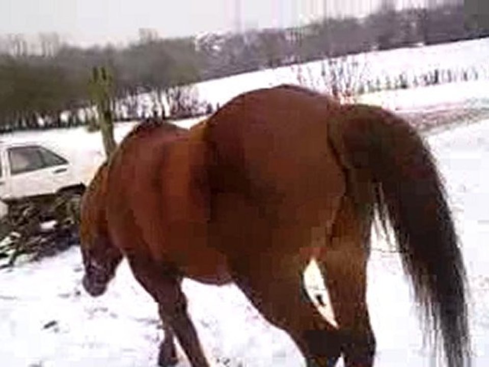 Fleruon, cheval en or