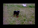 Scène canine à l'élevage de mes Beaucerons
