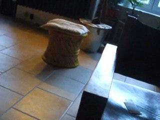 Le chat et sa boulette