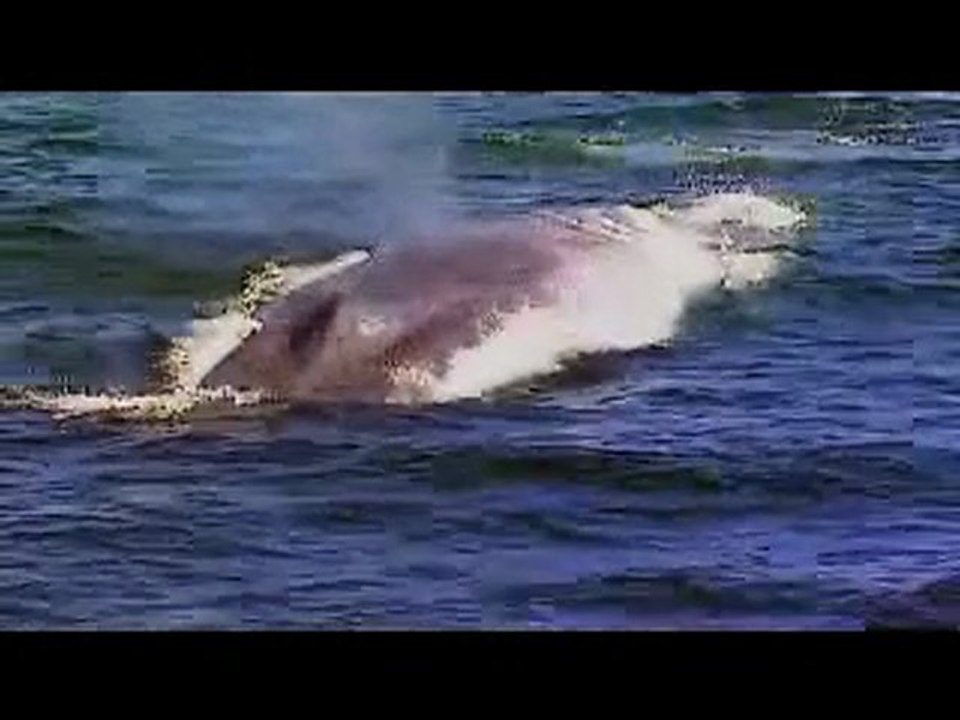 Blue Whale Kingdom
