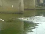 moi quentin et bastien o pont neuf a gray