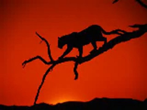 AFRICA de ROSE LAURENS, chanté par Serge Boudot.