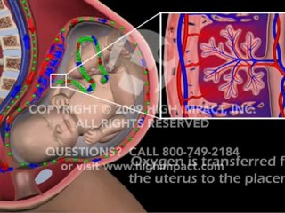 Maternal Fetal Circulation