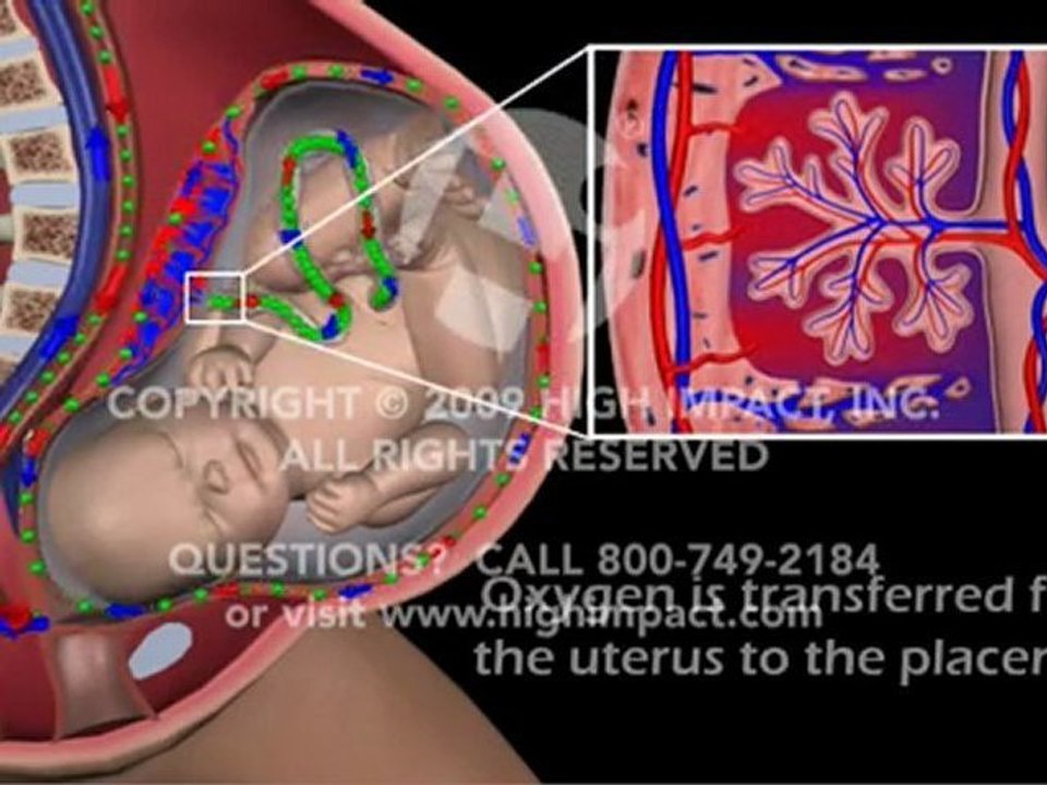 Maternal Fetal Circulation