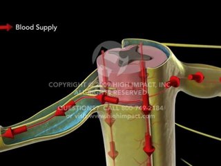 Normal Spinal Cord Function
