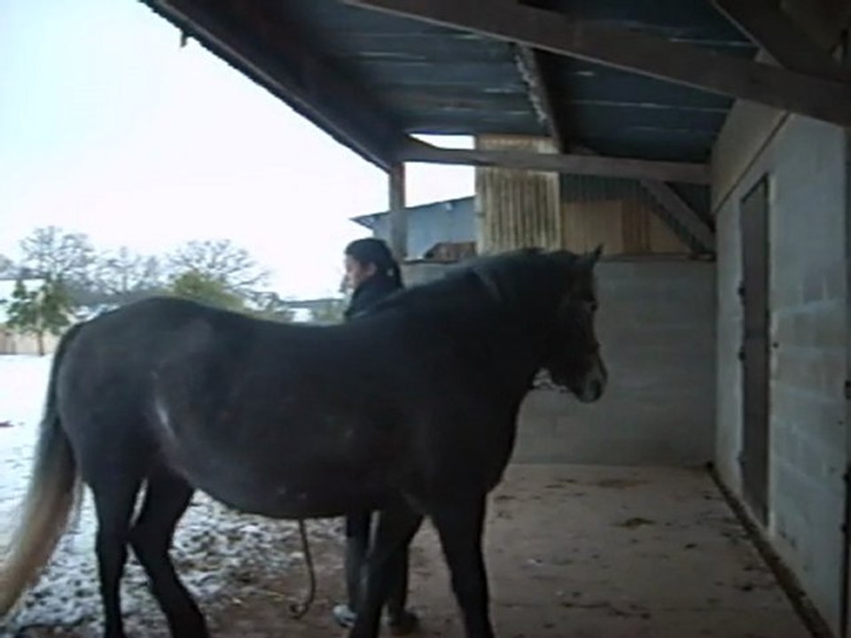 Début Ethologie de Rodéo