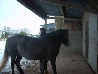 Début Ethologie de Rodéo