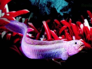 3D HDTV: Exploding the CES Hype! Boxee vs Popbox, .3" ...