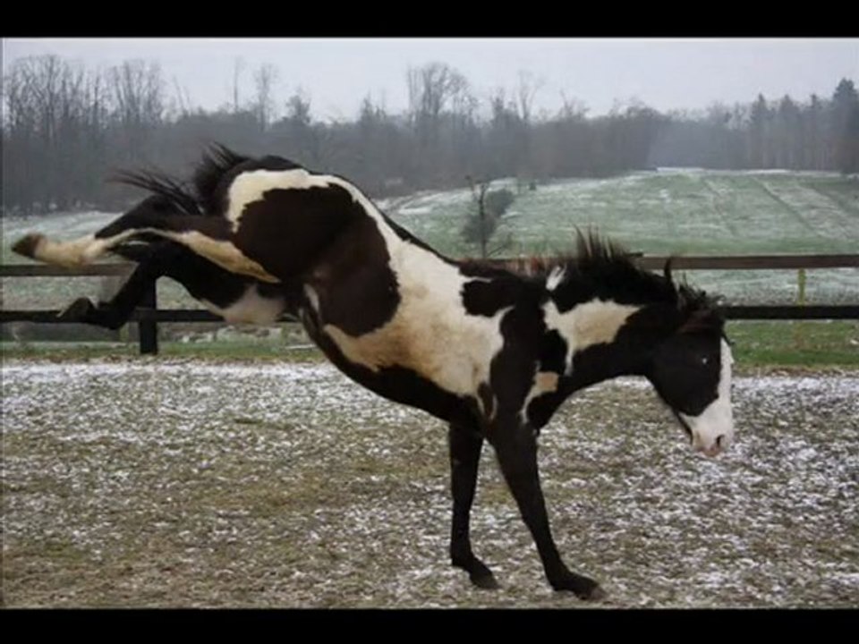 LDF MUCHA DIAMOND ENTIER BLACK OVERO E/E GENE NOIR