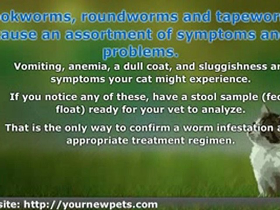 What is Eating Your Cat - Parasites, Worms, Bugs, Infections