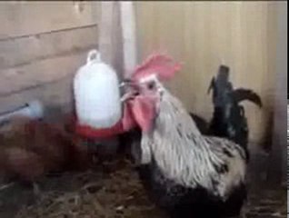 En uzun horoz ötüşü