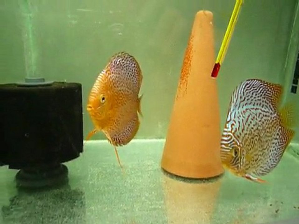 ponte discus chez Gerard