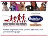 Staffordshire Bull Terriers & Chihuahuas