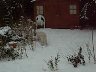 Eliot  dans la neige du jardin.