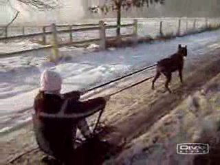 Chiennes de traineau