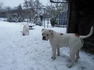 Emy et Cayenne dans la neige