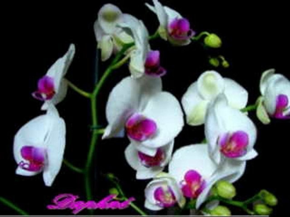 Phalaenopsis
