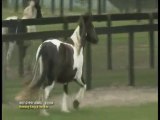 Gypsy Jewel - Gypsy Vanner Horse