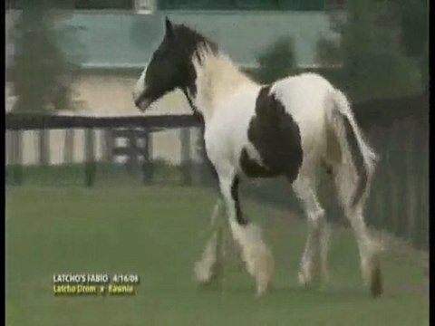 Latcho's Fabio - Gypsy Vanner Stallion