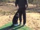Labrador Retriever hunting dog double in field
