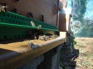 apport de pollen en hiver du NEFLIER DU JAPON