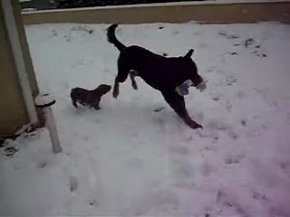 Enzo et Furious joue ds la neige