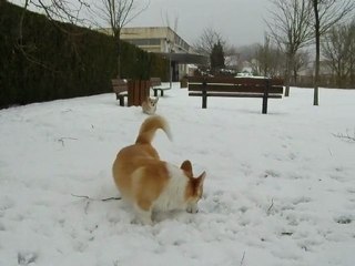 Paris Dog Show