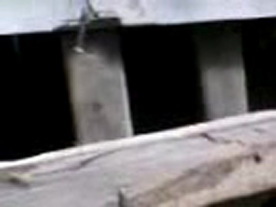 Halil müdürün kekliğinin sesi