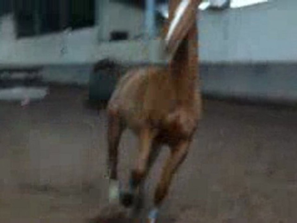 Magic est fou