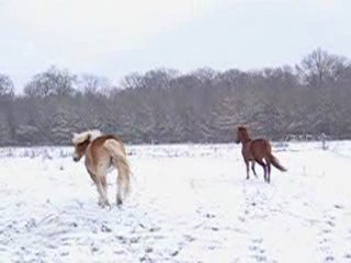 poneys neige