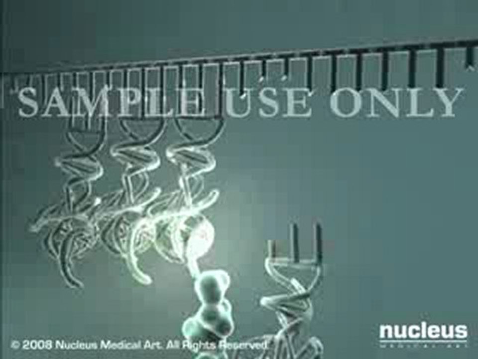 Protein Synthesis 2 - mRNA   tRNA in Ribosome - Medical Anim