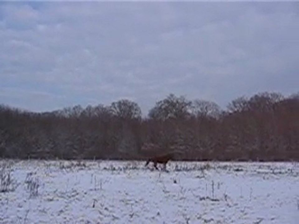 poneys neige 2010 011