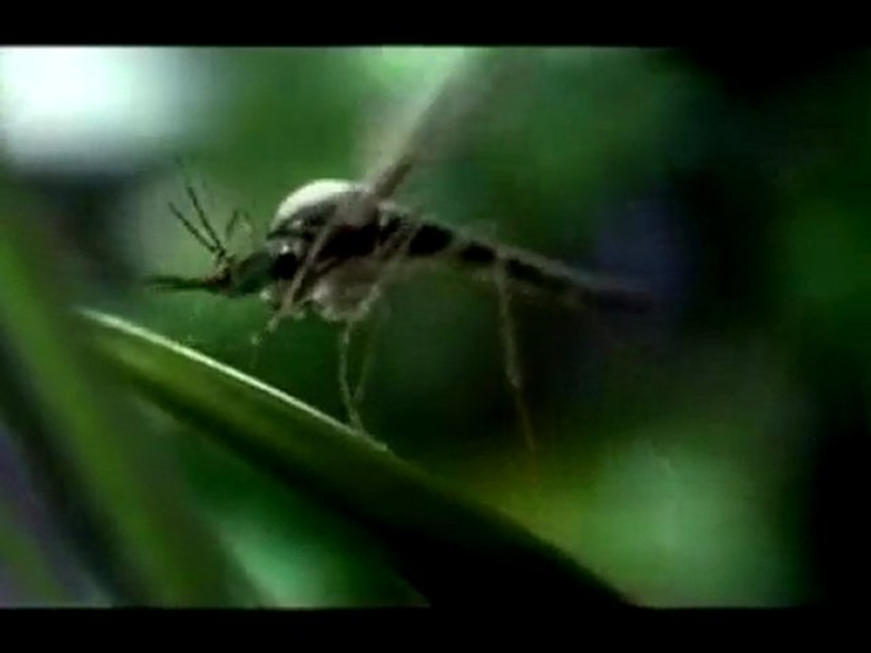 komar-wersja dla doroslych