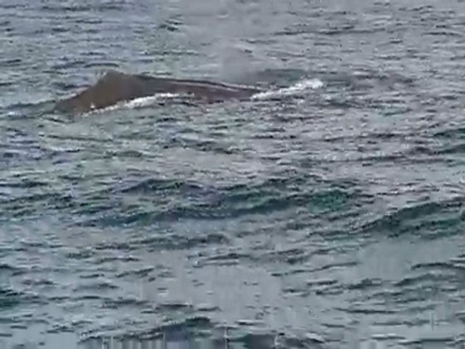 Voici une courte video d une Sperm Baleine