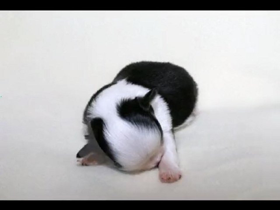 top of the line 62290