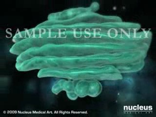 Protein Synthesis with in a Ribosome