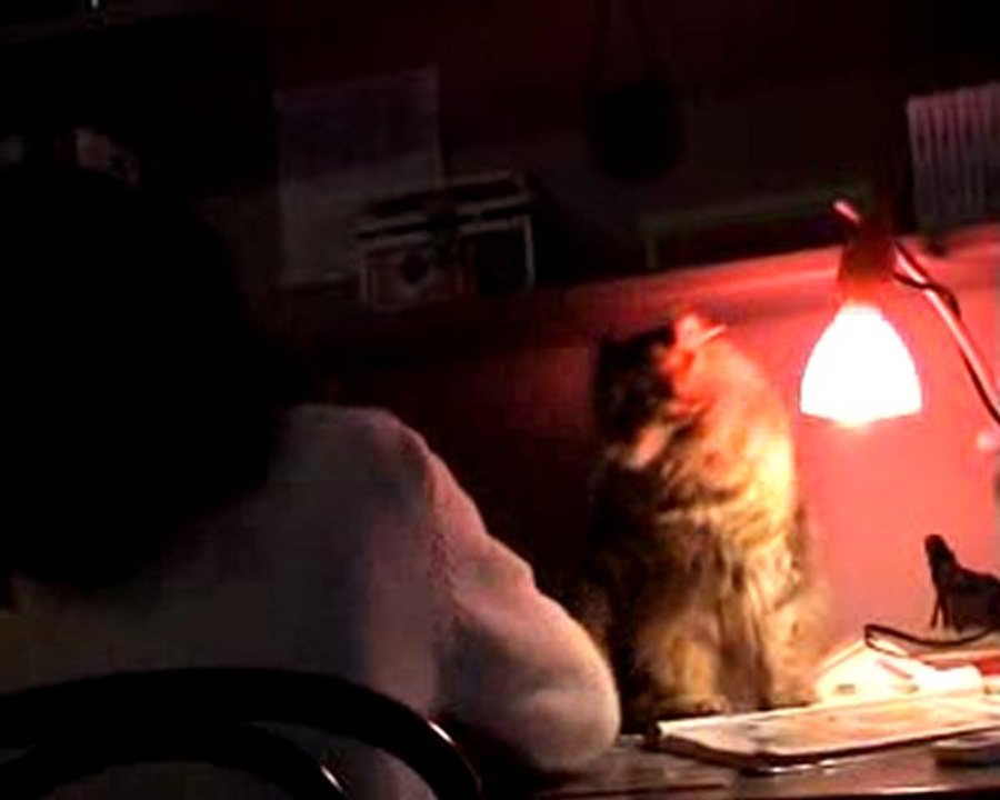 Zut le Chat