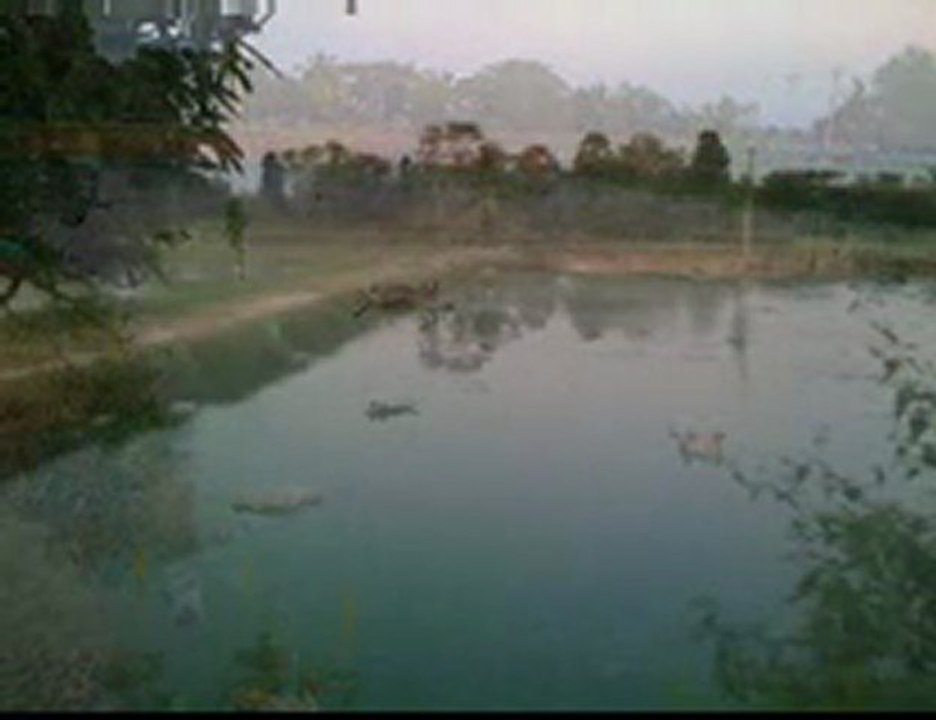 Feeding fish on dead pigs