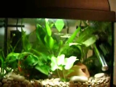 Mes femelles bettas splenden