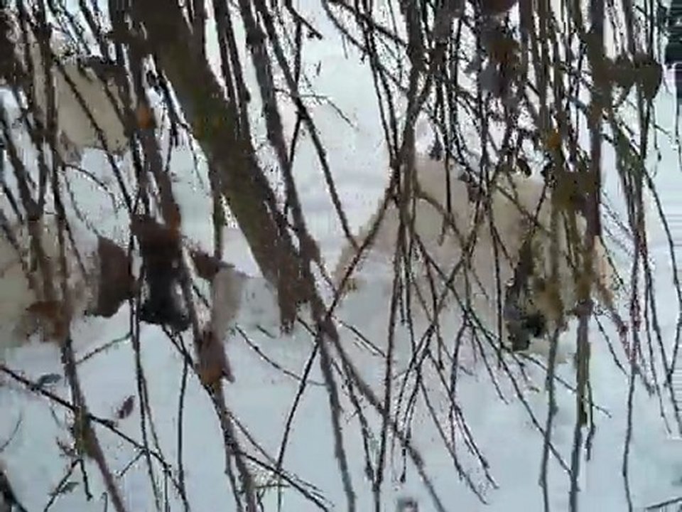 chiots de Nina 2009 labrador