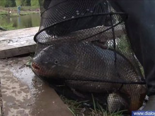 Подмосковье,  ловля штекером на платнике