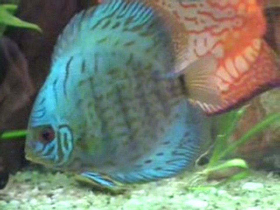 discus