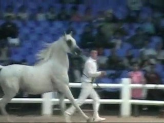 OZIERA ARABIANS Présente SHAMILAH NADJAH