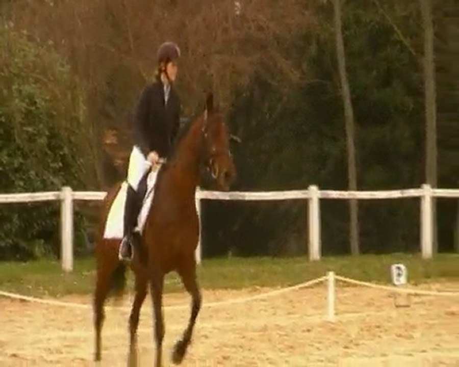 Natif reprise dressage