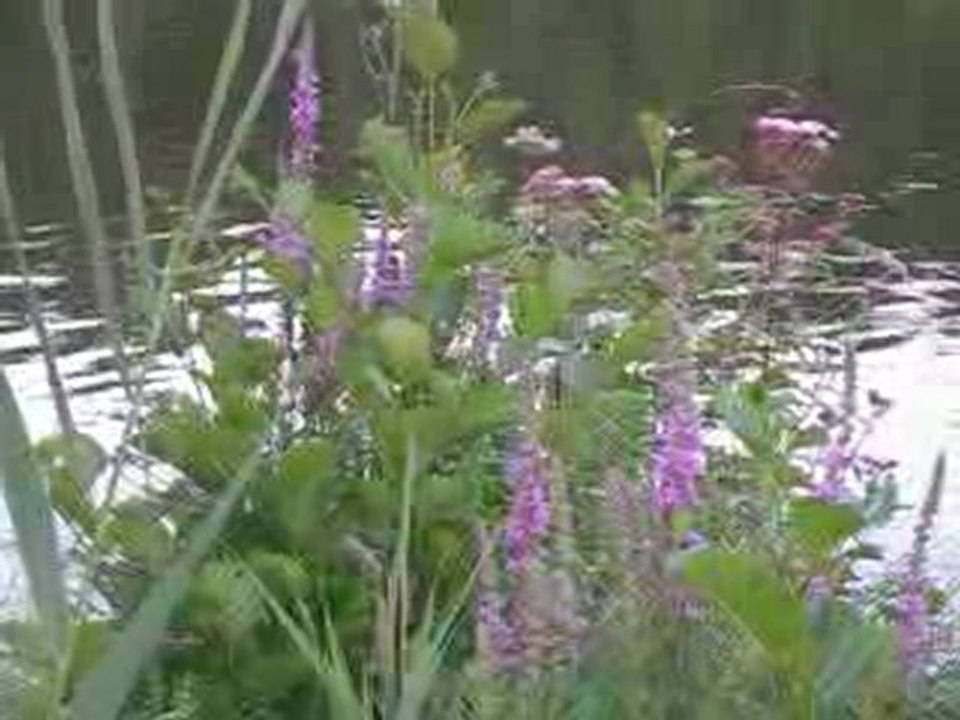 Site Erdre reflets de l'eau